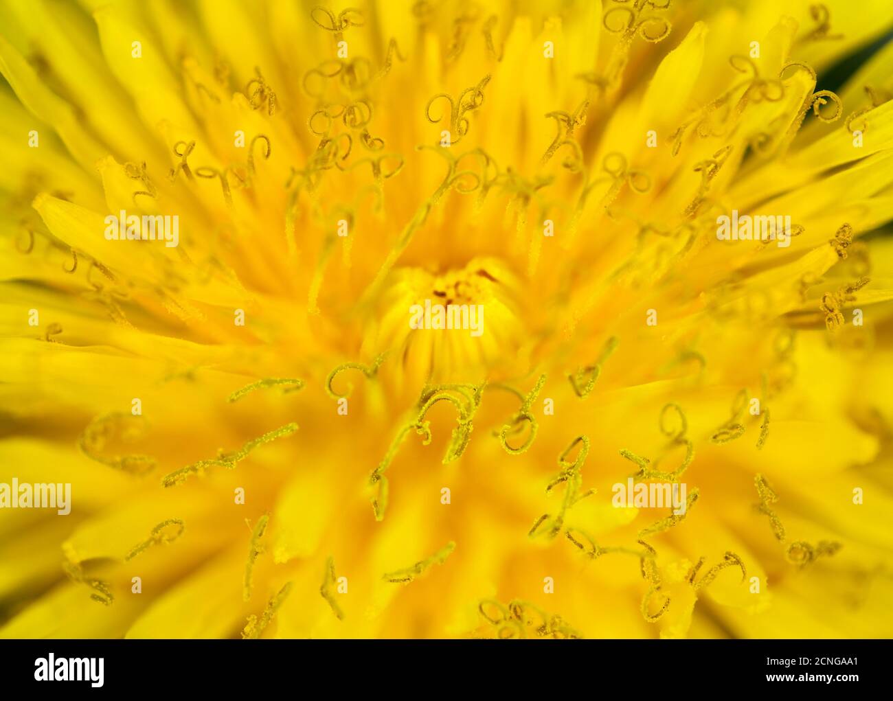 macro dandelion flower Stock Photo