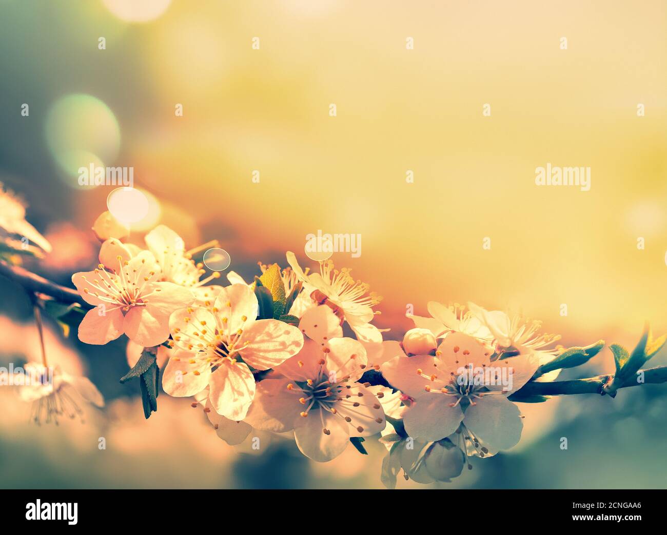 Spring card background Stock Photo - Alamy