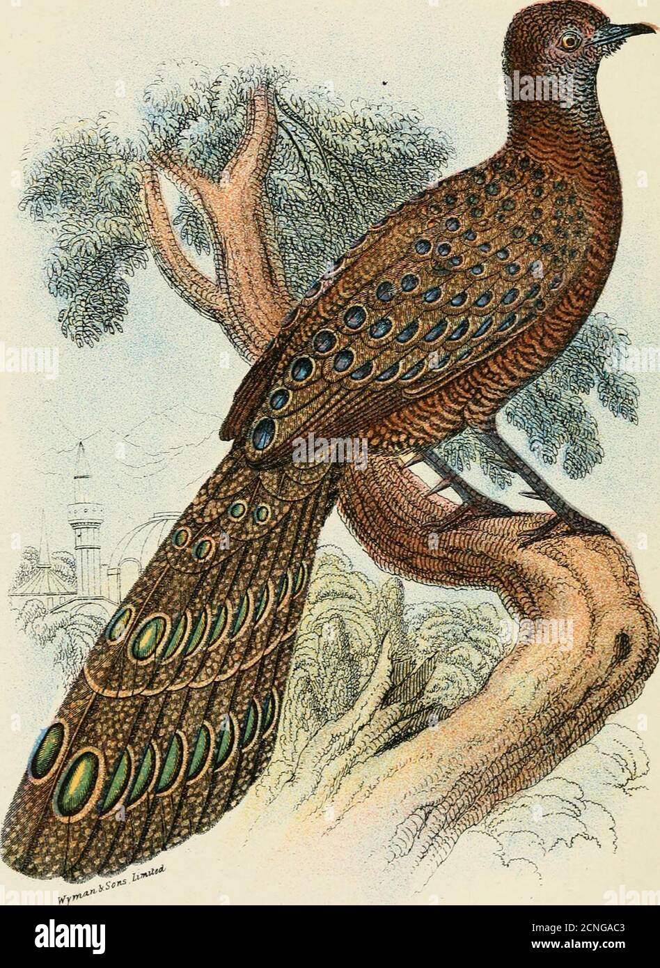 . A hand-book to the game-birds . and Javan Jungle-Fowls, and clearly exhibitsthe characters of both parents. The comb is toothed, and inaddition to the large median throat wattle, there is a smalllateral pair. Callus violaceits^ Kelsall (J. As. Soc. Str. Br. No.xxiv. p. 167 (1891) and No. xxv. p. 173) is also in all proba-bility a hybrid between the above species. The type, supposedto have come from Borneo, was living in the Botanic Gardensat Singapore. The bird from the Sulu Islands has been namedGallus straniineicollis by Dr. Sharpe (P. Z. S. 1879, p. 317), butit is probably only the offspr Stock Photo