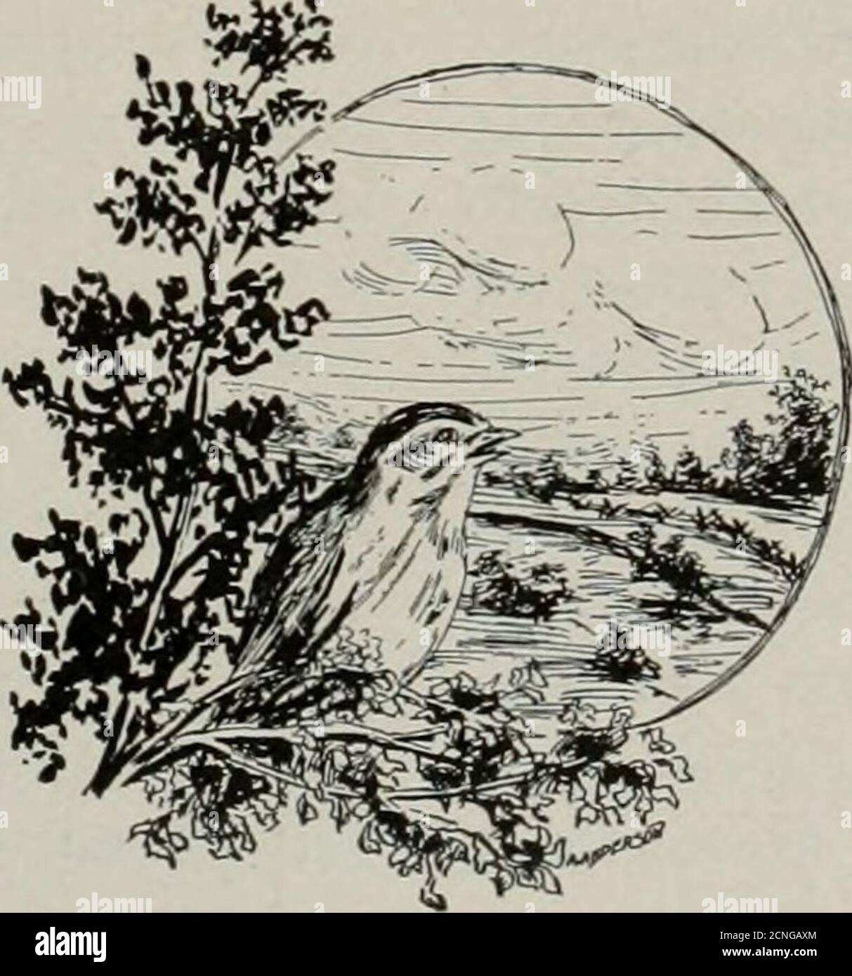 . Bird-lore . e noisy. Like most ducks in fresh water, the Pintail devours all sorts of insects andsmall aquatic creatures, snapping eagerly at flies and mosquitos on the wing.It is fond of succulent water-plants, such as wild cherry, eating both rootsand seeds, and even of nuts, where these grow not far from the water. Pondsare preferred to streams, and in winter grain-fields, meadows, and even theprairies, have attractions. In the West, where there are prairies and marshes, this is one of the mostabundant ducks, but in the East it is rather scarce. There, fearful of ever-present persecution, Stock Photo