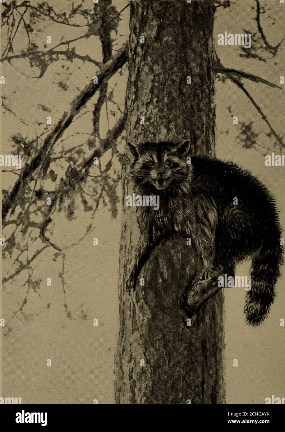 . Familiar life in field and forest; the animals, birds, frogs, and salamanders . Stock Photo