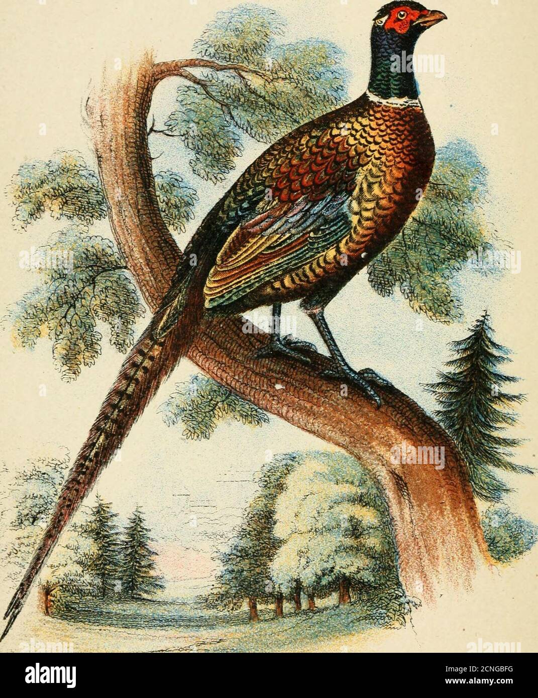 . A hand-book to the game-birds . ^-^ RING-NECKED PHEASANT. LLOYDS NATURAL HISTORY.Edited by R. Bowdler Sharpe, LL.D., F.L.S., &c A HAND-BOOK TO THE GAME-BIRDS. BY W. R. OGILVIE-GRANT, ZOOLOGICAL DEPARTMENT, BRITISH MUSEUM. VOL. IL PHEASANTS {Continued), MEGAPODES, CURASSOWS,HOATZINS, BUSTARD-QUAILS. LONDON: EDWARD LLOYD, LIMITED,12, SALISBURY SQUARE, FLEET STREET. 1897. PRINTED BYWYMAN AND SONS, LIMITED. 5&lt;^,S(^ MAR 2 9 1957 PREFACE. I TPiiNK that there can be no question as to the value of Mr.Ogilvie-Grants volumes on the Game-Birds, and I can testifyto the care which he has bestowed on t Stock Photo