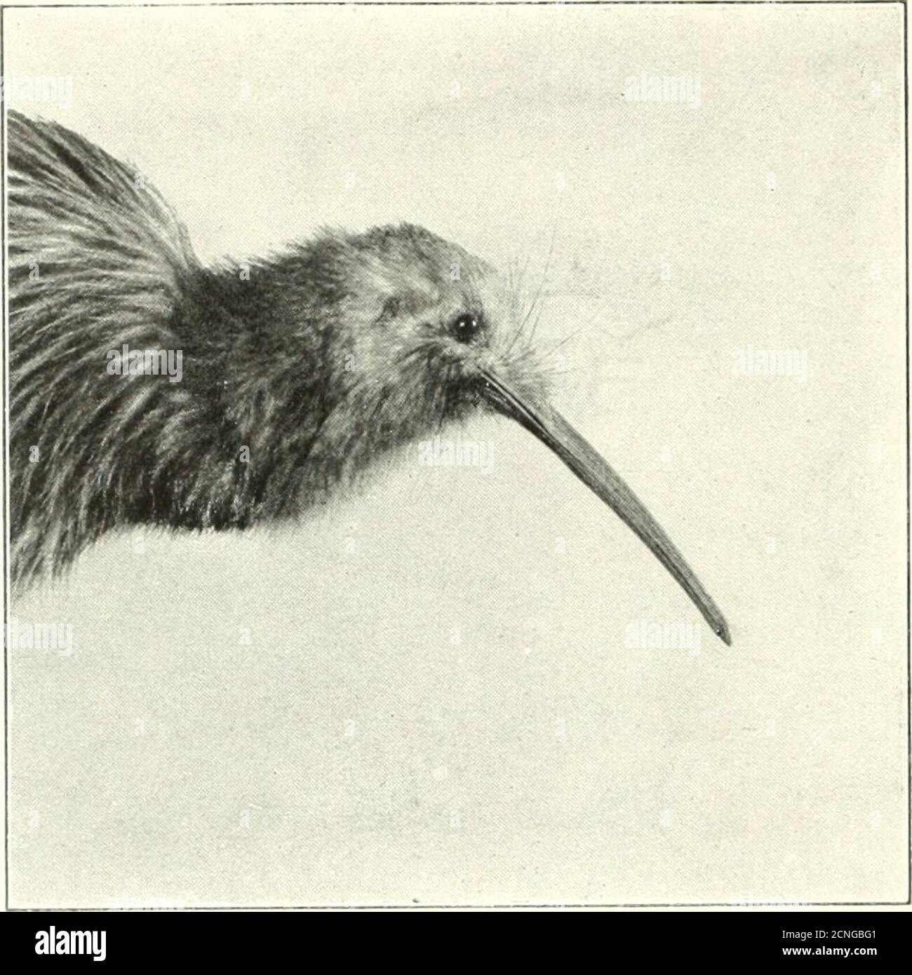 . The bird, its form and function . tr ^^^^^^^^1 t i^^H ^^^^ li^l^ Il.i. 149. -ruiMnal scrolls of dog. In :ihirtl tlusc lioiits are tar more siiniilc. 2o6 The Bird sense of smell most acutely developed, although in bothcases it is the delicate nerves of touch in the bill whichare most helpful in detecting the presence of the earth-worms which constitute the food of these birds. To whatever degree the nostrils of land birds aidtheir owners in procuring food, it is certain that those. Fig. 1.50.—Head of Apteryx, showing tactile hair-like feathers, nostrils at tip of beak, and small eyes. species Stock Photo