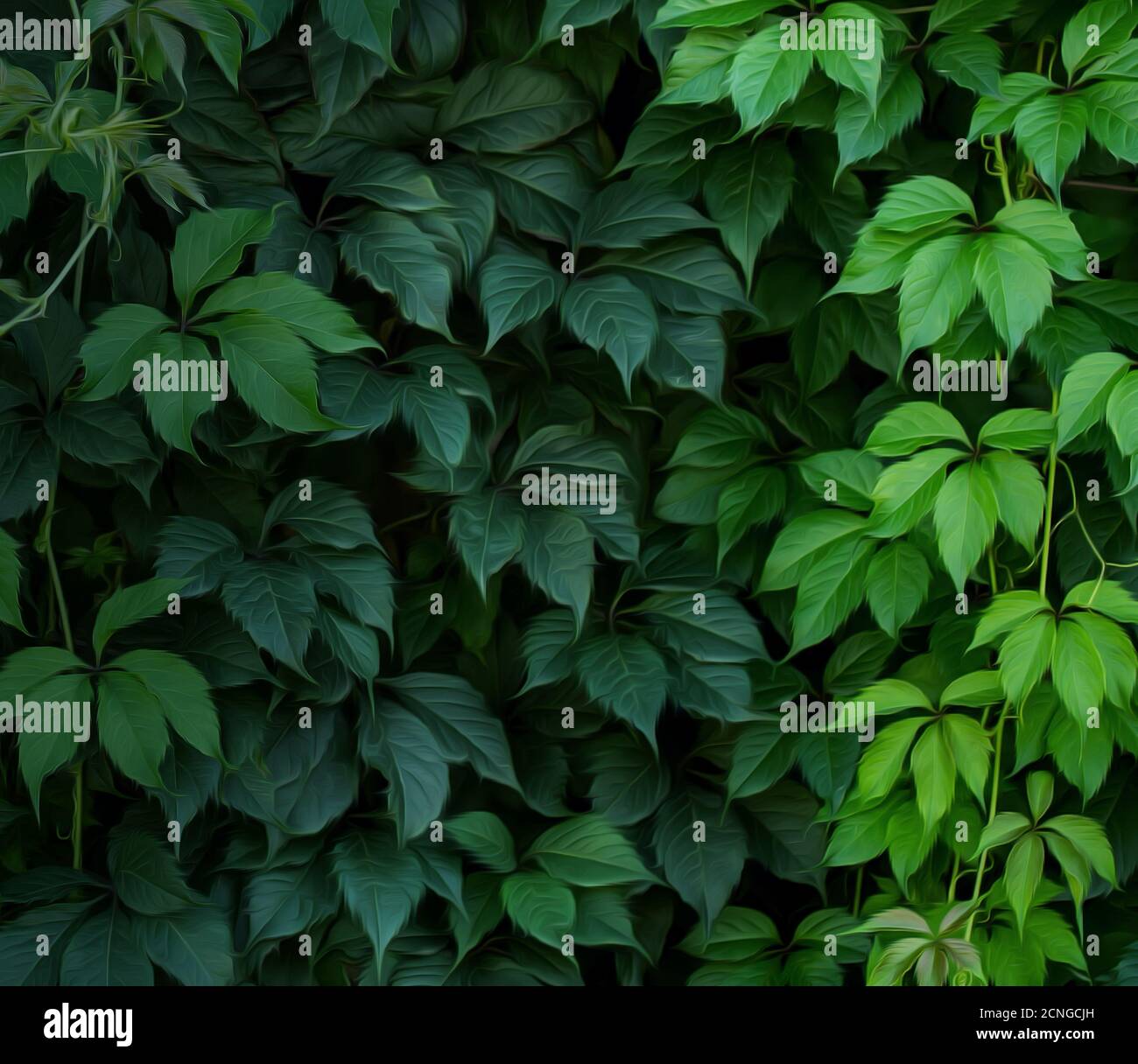 green climbing plant Stock Photo