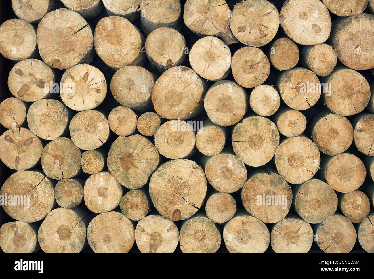 tree stumps full screen Stock Photo