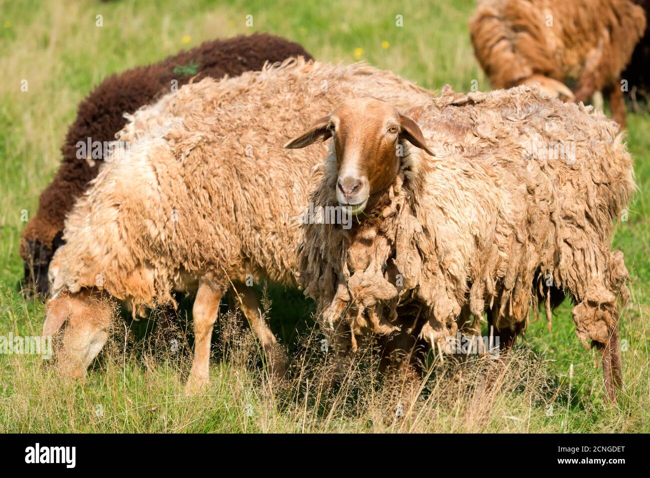 A flock of sheep grazes in a meadow on a summer day Stock Photo - Alamy
