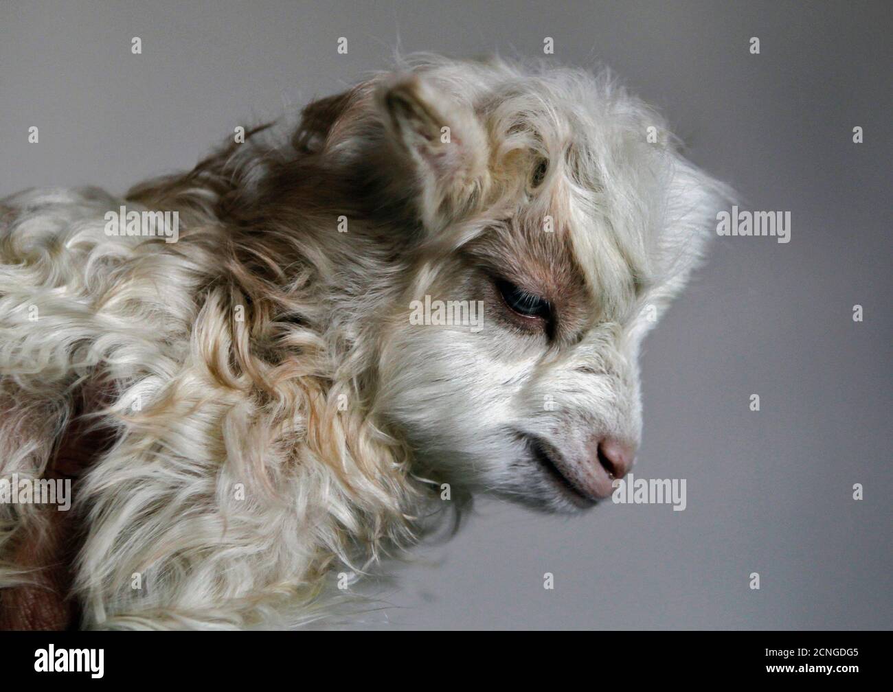 Noori, a cloned Pashmina goat, is seen at the Faculty of Veterinary Sciences and Animal Husbandry of Sher-e-Kashmir University of Agricultural Sciences and Technology (SKUAST), in Shuhama, 25 km (16 miles) east Noori, a cloned Pashmina goat, is seen at the Faculty of Veterinary Sciences and Animal Husbandry of Sher-e-Kashmir University of Agricultural Sciences and Technology (SKUAST), in Shuhama, 25 km (16 miles) east