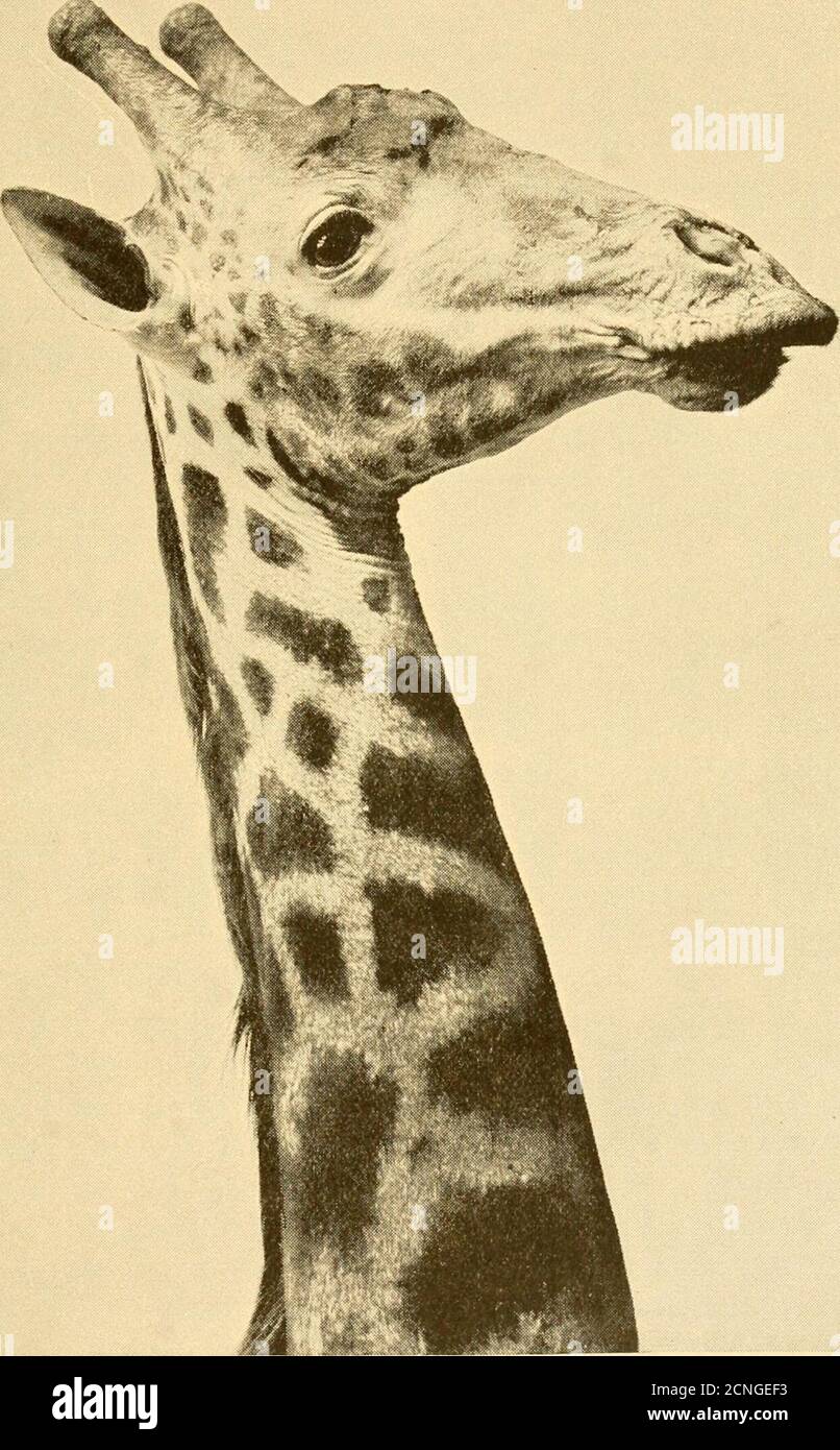 . The game animals of Africa . anting. The presence of posterior horns,coupled with the abortion of the front horn, is thus a distinctive featureof the present form, which might be called the four-horned giraffe. Lastly we have the southern race {G. c. capensis)^ from thecountry immediately north of the Orange river and some of theadjacent districts, of which the typical southern form is probablyextinct. This is a large dark-coloured giraffe, without posterior horns,displaying the blotched type of colour-pattern in the most pronouncedform, with the two sexes alike as regards the pattern of the Stock Photo