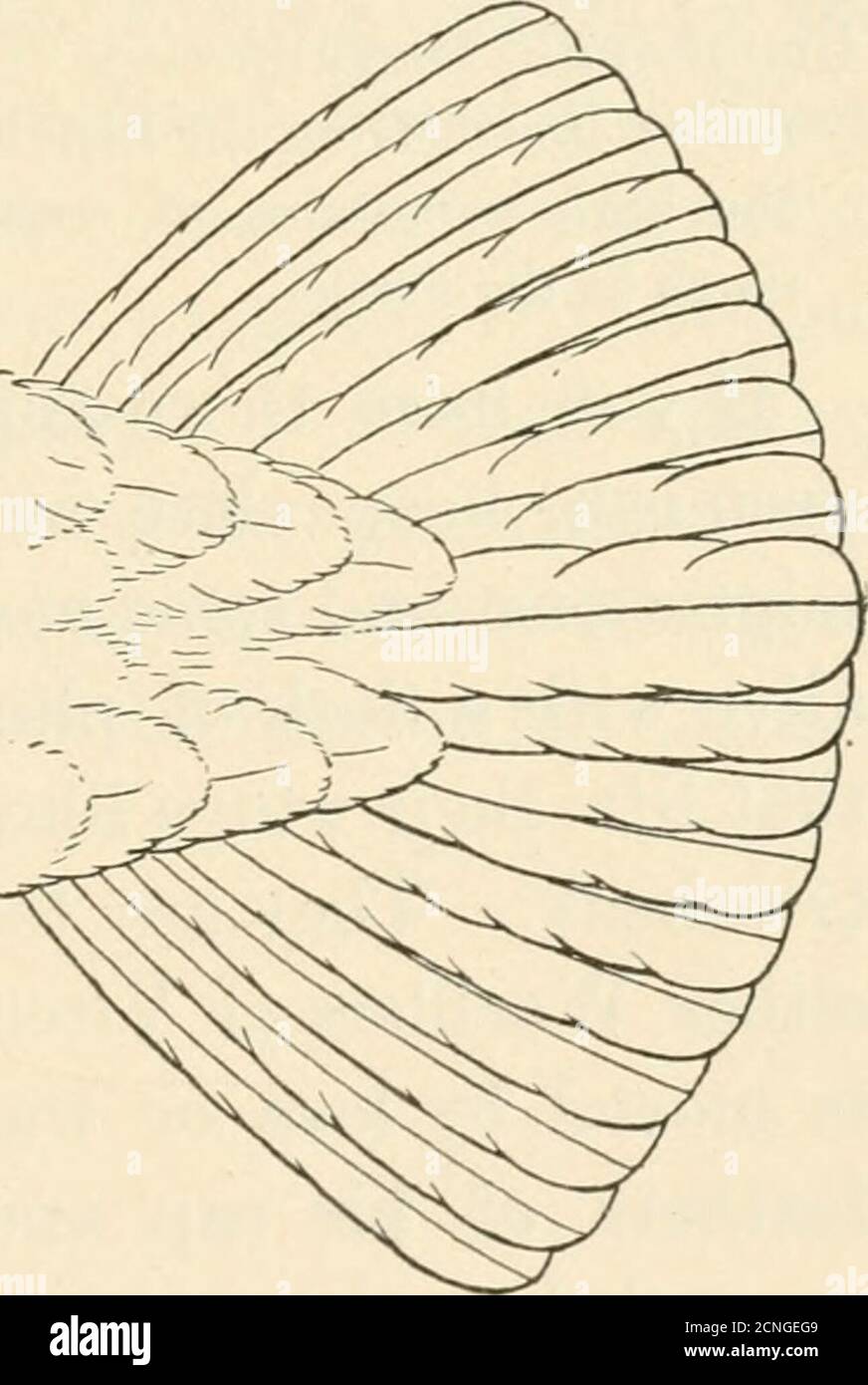 . Birds of village and field: a bird book for beginners . Fig. 213.Pointed tail of ISapsueker. Fig. 214. Awl-like tip of Swift tail feather.. Fig. 21(3.Fan-shaped tail of Ruffed Grouse 354 BUBY-CBOWNEB KINGLET tails. The list stands now: 1. Flycatchers. 2.Larks. 3. Crows and Jays. 4. Blackbirds andOrioles. 5. Finches and Sparrows. 6. Tanagers.7. Swallows. 8. Waxwings. 9. Shrikes. 10.Vireos. 11. Wood Warblers. 12. Pipits. 13.Thrashers, Wrens, Catbirds. 14. Creepers. 15.Nuthatches and Titmice. Ruby-crowned Kinglet: Regulus calendula.(See Fig. 218, p. 356.) Adult male, crown with concealed scarle Stock Photo