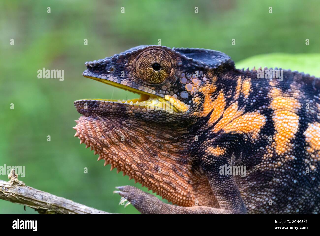 chameleon foamposites