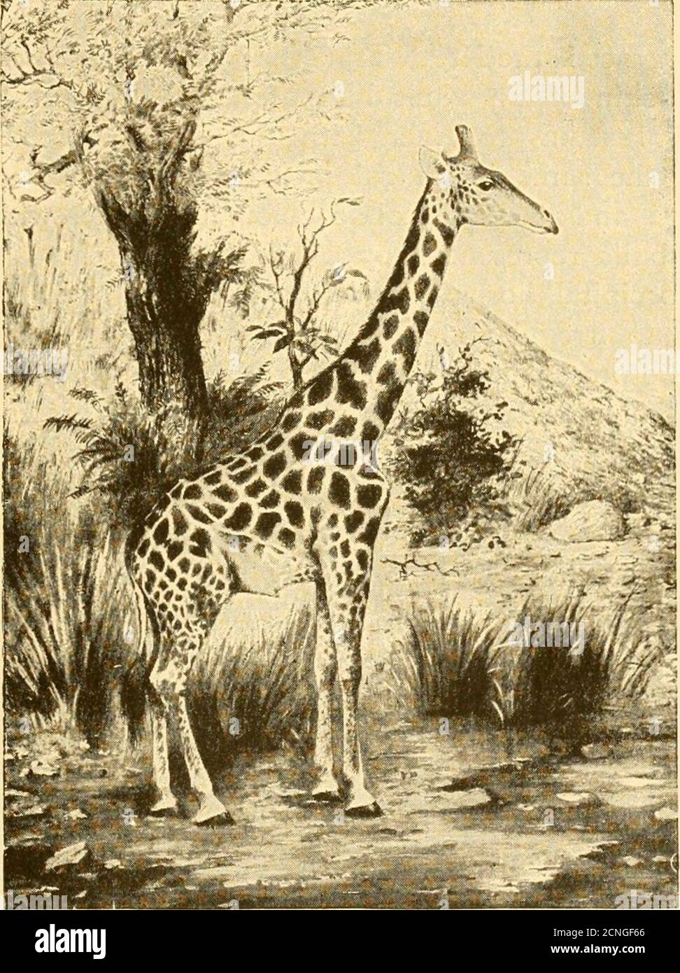 . The game animals of Africa . sence of a well-developed frontal horn, this giraffe isclearly allied to the northern and eastern races of the species ; but, onthe other hand, it resembles the South African race {G. c. capensis)in having the hind-legs spotted right down to the hoofs ; the fore-limbs also displaying the same feature, although less distinctly. Thesides of the head are much more fully spotted than in the Cape form,and the tail is remarkable for the great fulness of its terminal tuft.In the spotting of the legs this giraffe resembles most specimens of GIRAFFE 365 G. c. tippelskircJ Stock Photo