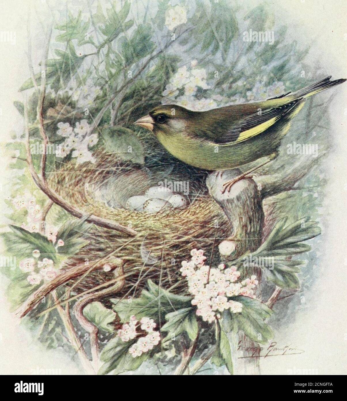 . Britain's birds and their nests . ght on the vexed question of theinheritance of certain migratory habits. The point israther a difficult one to study, because observations aredifficult to obtain. Although the Starling is found to some extentthroughout the year in most districts, the fact that it isa migratory bird is obvious fiom the seasonal variationsin its numbers. In some districts it becomes compara-tively scarce in winter, while in mild regions like thesouth of Ireland its numbers are at that season greatlyaugmented by refugees from the severer weather of otherparts. The British Isles Stock Photo