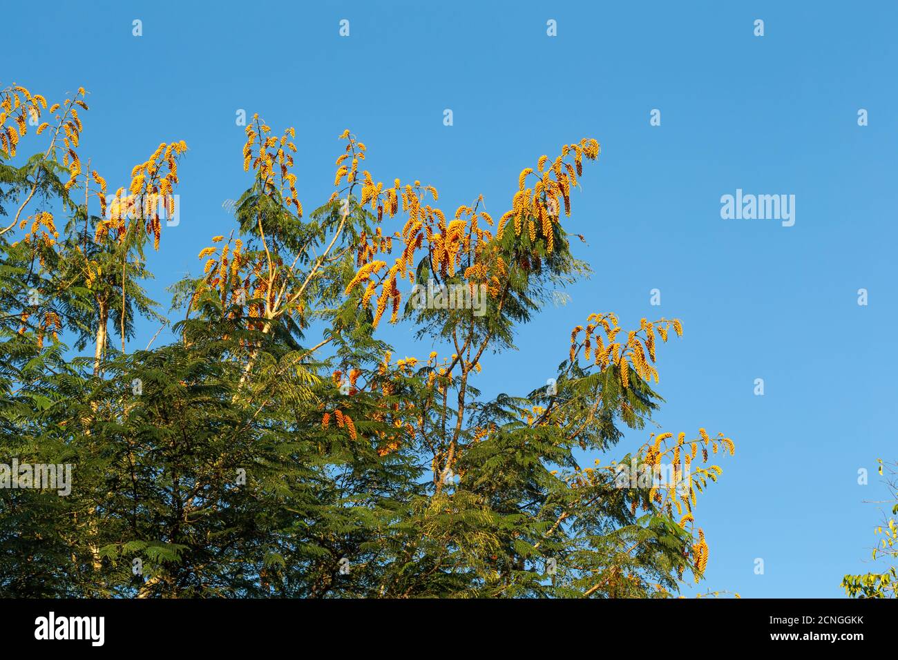 A tree with orange flowers and a blue sky in the background Stock Photo