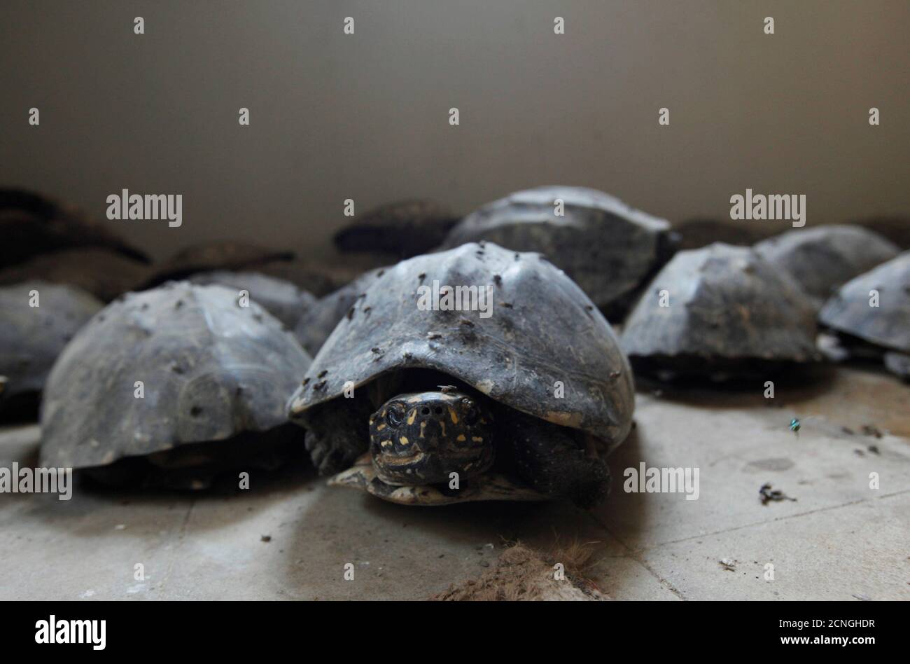 Turtles of pakistan hi-res stock photography and images - Alamy