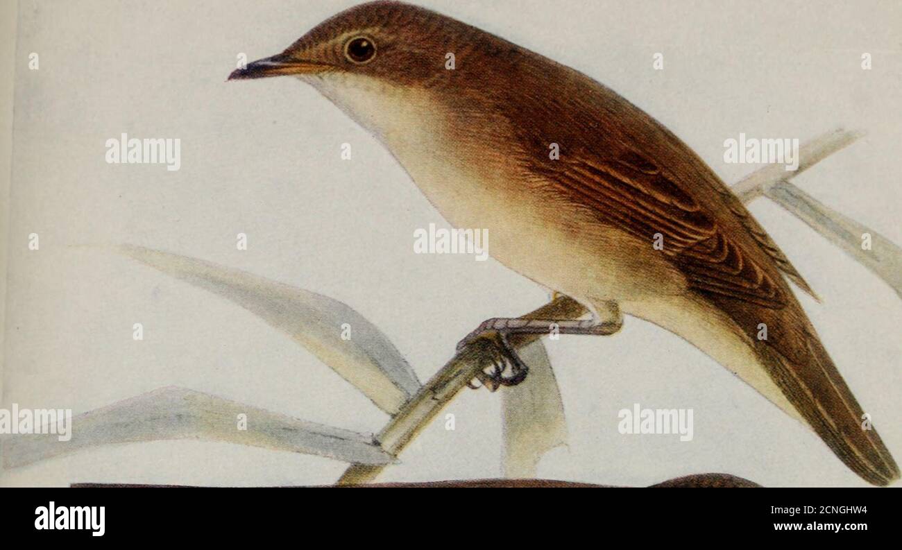 Grasping a reed hi-res stock photography and images - Alamy