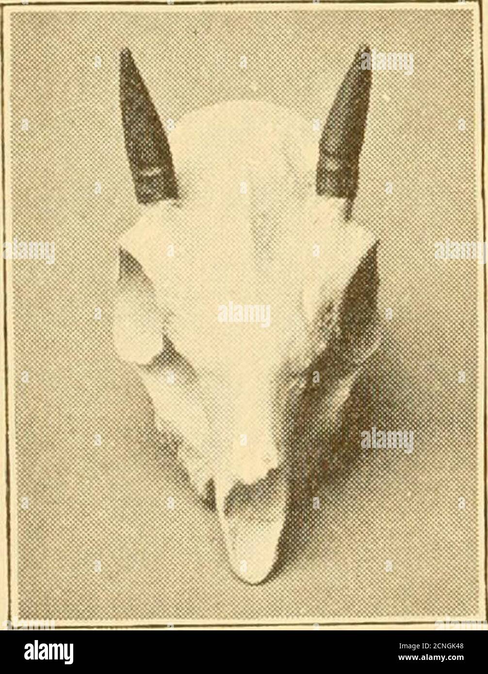 . The game animals of Africa . the steinbok.The ears, which are large, are thinly coveredwith sparse and mostly whitish hairs. The shorttail is coloured like the back above and whitebelow ; while the under-parts and limbs resemble those of the steinbokin colouring. The horns are very short and conical. This steinbok is, as we have seen, typically from Nyasaland (in-cluding northern Rhodesia), whence it extends into Barotsiland. Southof the Zambesi it is represented in the north-eastern Transvaal byRhapJiiceros sJiarpei colonictcs, a local race described by Messrs. Thomasand Schwann on p. 584 o Stock Photo