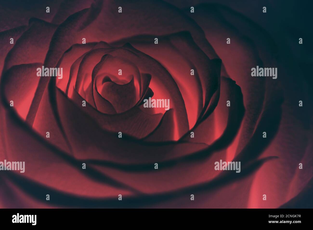 Glowing red rose in the dark Stock Photo Alamy
