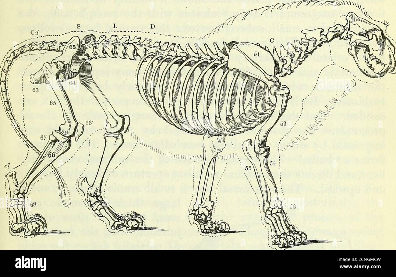 . On the anatomy of vertebrates [electronic resource] . spine of the axis is bifidposteriorly. The convergence of the dorso-lumbar spines towardsthat of the thirteenth dorsal is feeble compared with other Car-nivora. Anapophyses begin to be developed on the thirteenthdorsal and subside on the penultimate lumbar vertebrae. The Lion (Felis leo, fig. 337) has 13 dorsal, 7 lumbar, 3 sacral, SKELETON OF CAENIVORA. 493 and 23-25 caudal vertebras. The spine of the axis has greatheight, length, and posterior breadth, arching forward and back-ward, overlapping the third, of which the spine is obsolete; Stock Photo