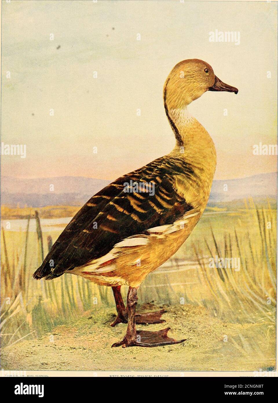 Individual from a small flock hires stock photography and images Alamy