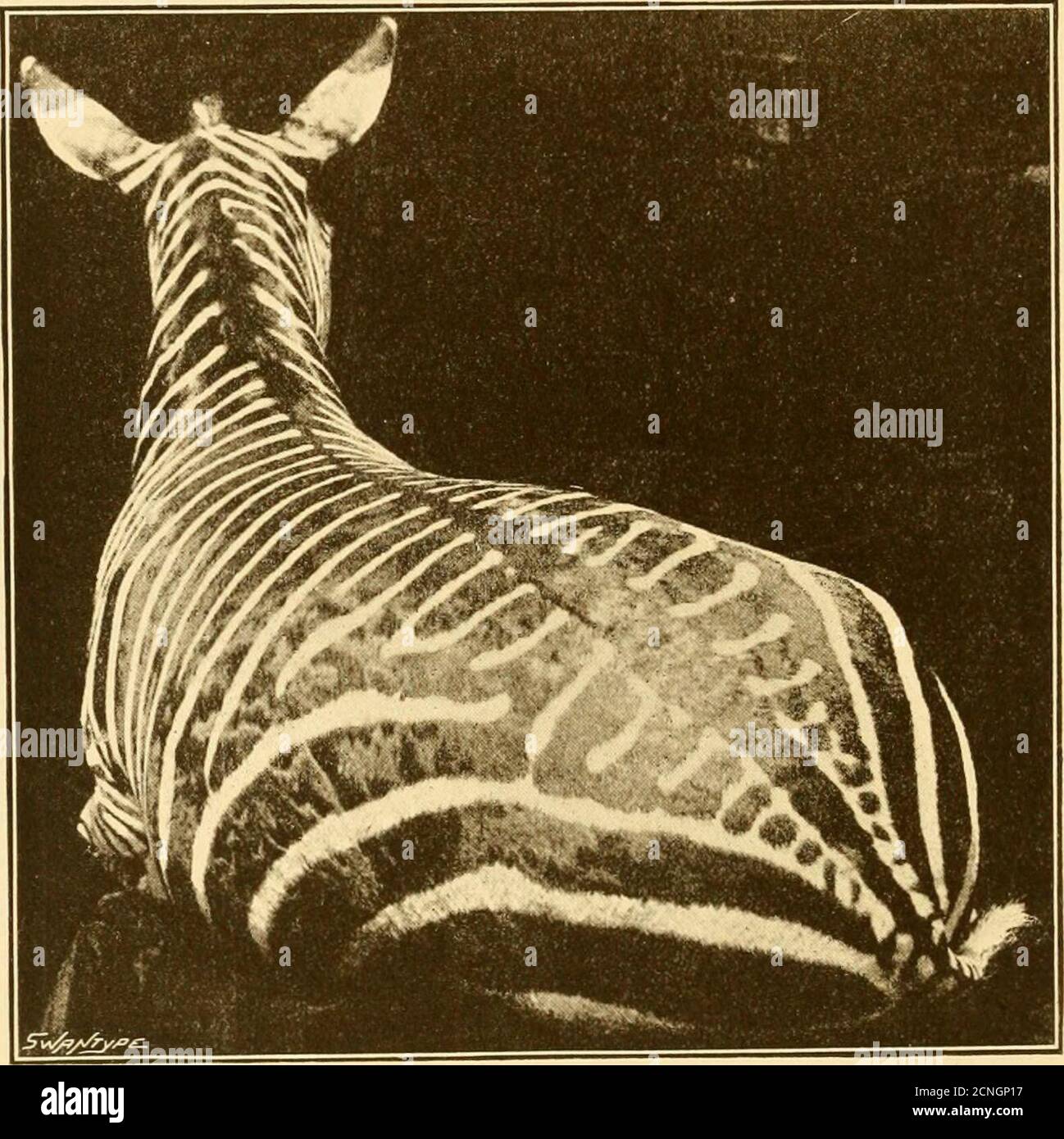 . The game animals of Africa . ar. The animals occasionally wanderedover the mountains beyond our boundaries on to adjacent farms,where they were shot at by Dutch farmers; and their numbersgradually dwindled until only the stallion remained. This finally ranwith a troop of donkeys which were allowed to range the hills, andwas driven into a kraal and captured. He was extremely savage and,although fastened with ropes to a tree, was always ready with openmouth and bared teeth to attack any one approaching. Full-grownand too old to tame, he steadily refused all food, but would drink 64 ZEBRAS, QUA Stock Photo