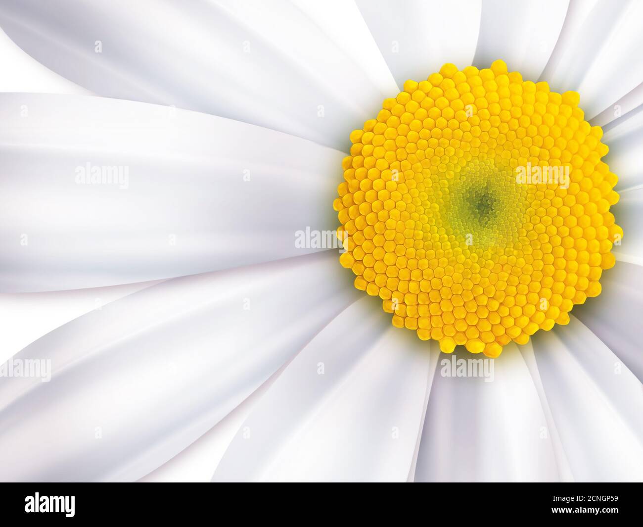 Chamomile image hi-res stock photography and images - Alamy
