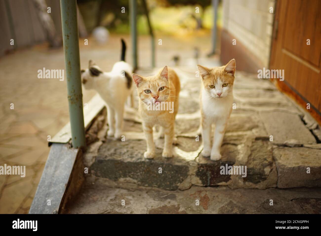 Cute cats walk in summer garden on the doorstep Stock Photo