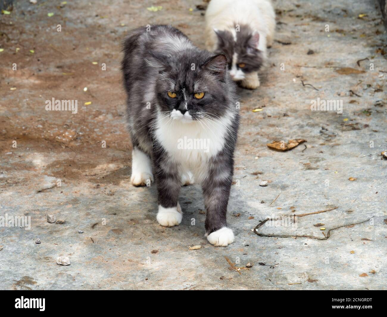 Closeup Persian Cat Standing on The Floor Stock Photo
