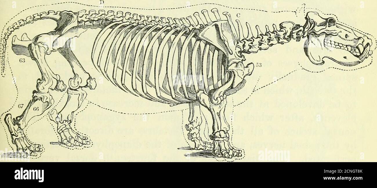 . On the anatomy of vertebrates [electronic resource] . us, 5. The ...