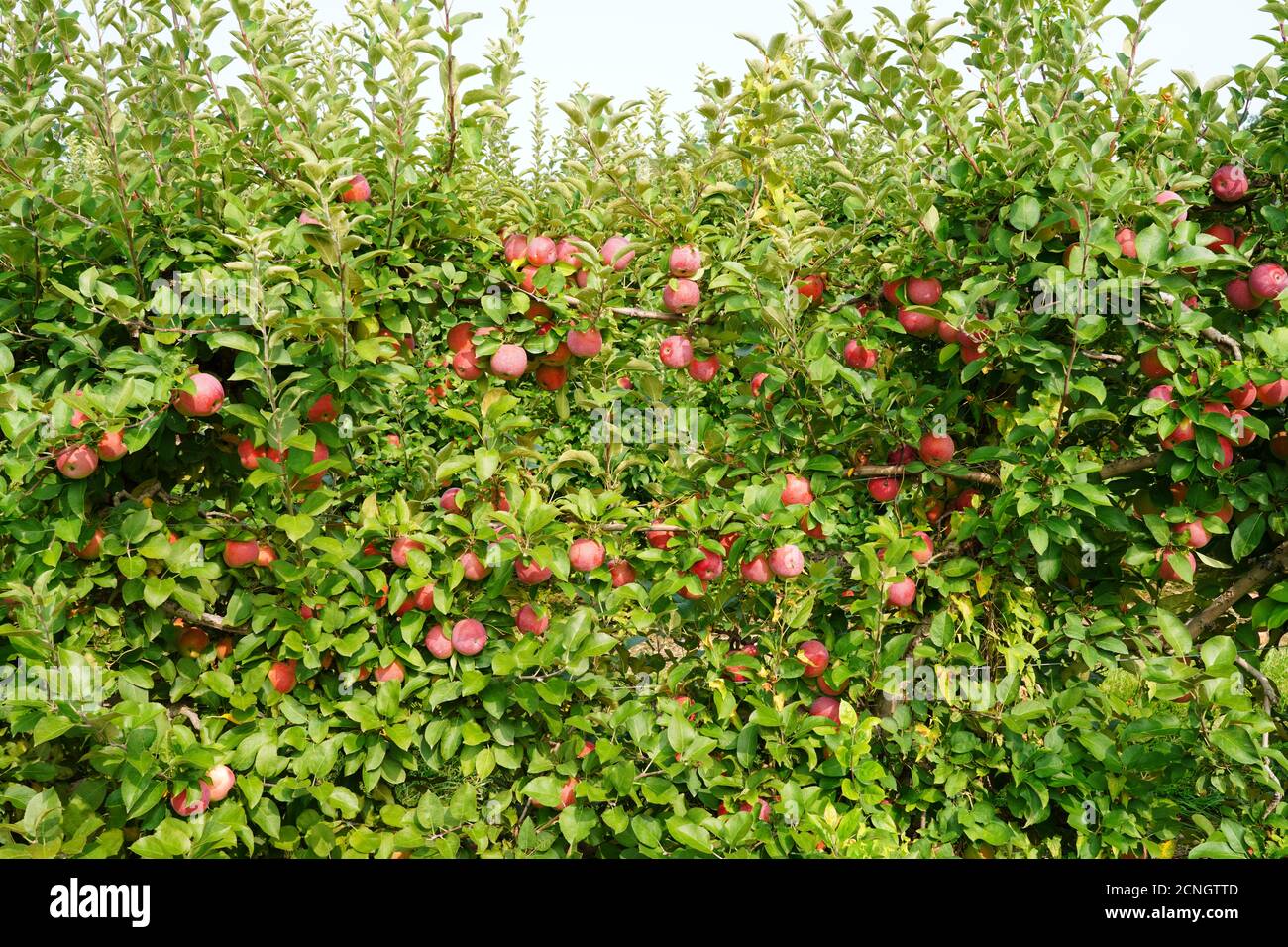 Fresh apples growing on trees at an apple orchard Stock Photo - Alamy