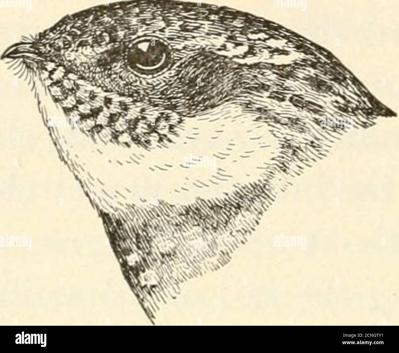 Whip Poor Will Hi Res Stock Photography And Images Page 3 Alamy