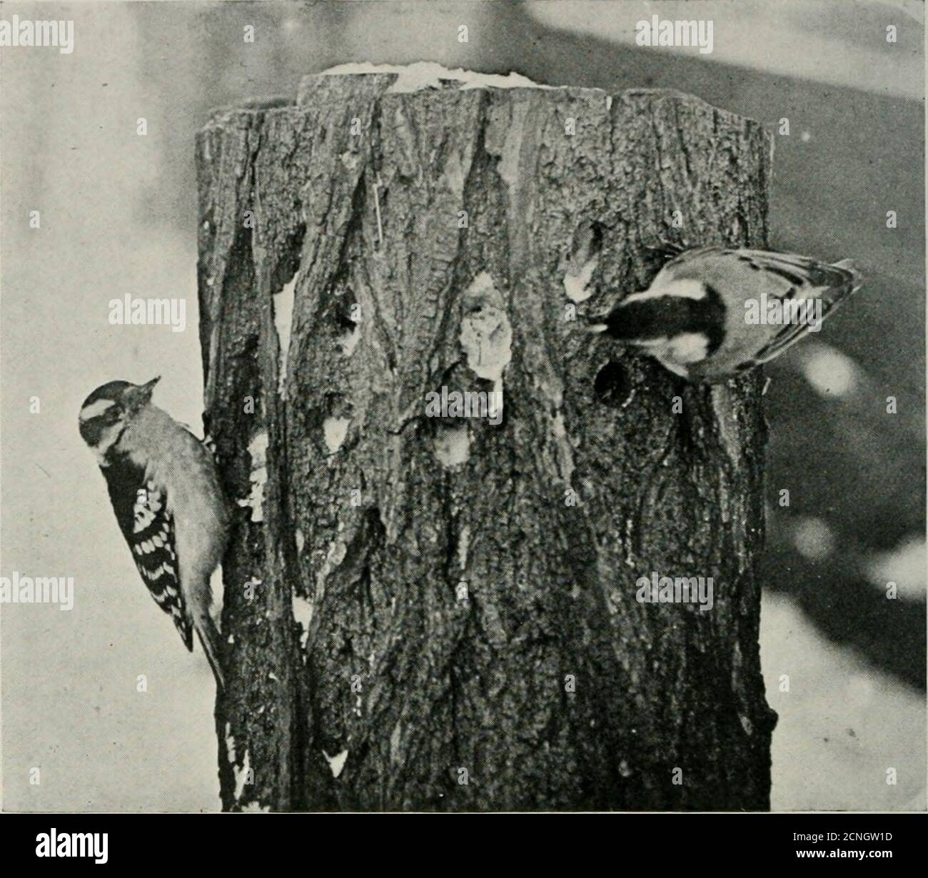 . Bird-lore . DOWNY WOODPECKER AND WHITE-BREASTED NUTHATCH EATING SUET FROM HOLES IN BARK Photographed by Wm. B. Hoot, of Rochester, N. Y. First prize in 1916 Bird-Photograph Contest. OREGON JUNCOS AND A VARIED THRUSH AT A WINDOW SHELF Reduced from a Photograph by A. L. Campbell, Multnomah, Oregon. Third prize SONG SPARROW AND GOLDEN-CROWNED SPARROW AT FEEDING-TABLE. Photographed by Ametra S. Allen, Berkeley, California. Fourth prize The Audubon Societies 209 Stock Photo