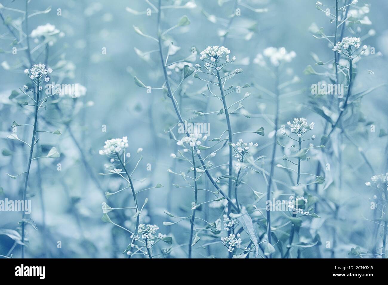 Wallpaper Winter frost flower 1920x1200 HD Picture Image