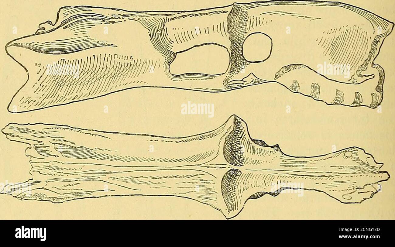 . A dictionary of birds . mblance in several points ofiered to ...