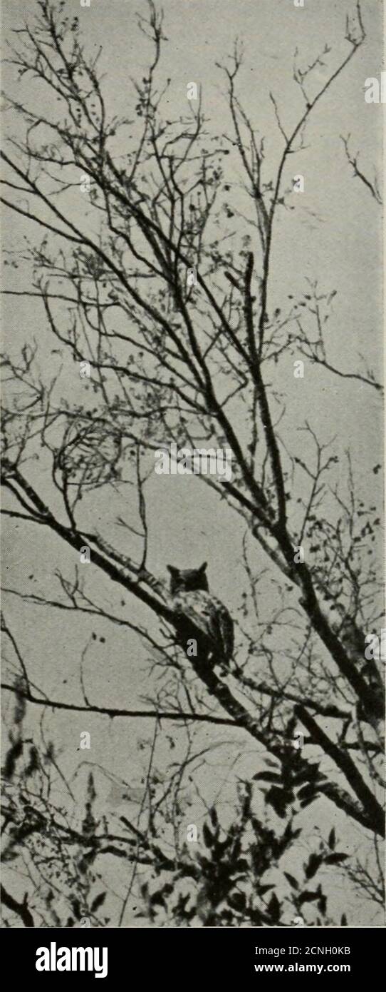 Bird Lore One Time Leave The Northernlakes And Wing Their Way To The Southernbays The Indians