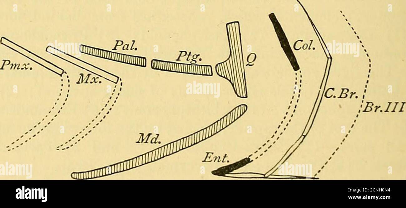 . A dictionary of birds . Analytical Diagram of a Birds Skull ...