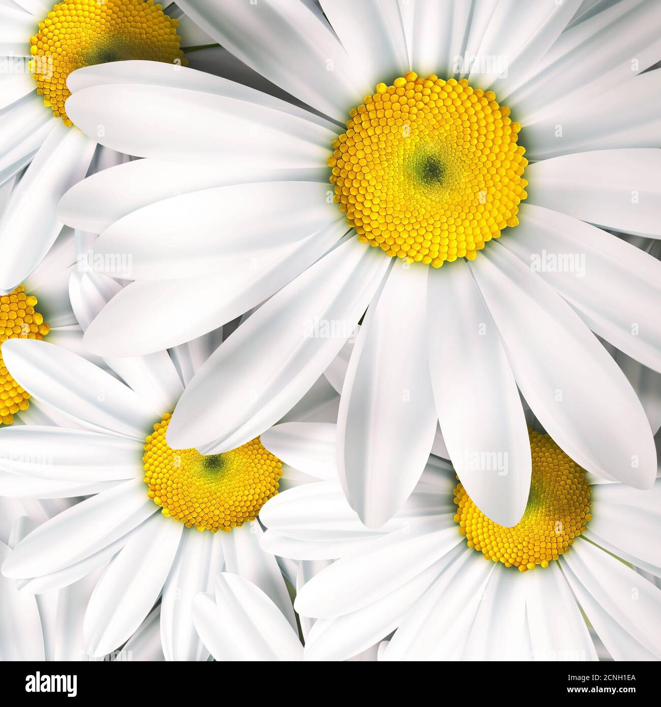 chamomile Stock Photo