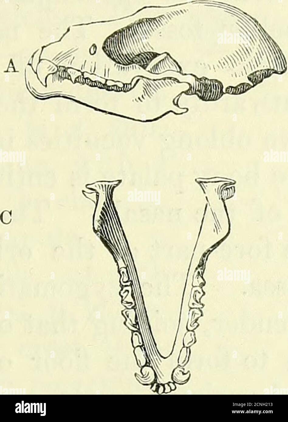 . On the anatomy of vertebrates [electronic resource] . Skull of ...