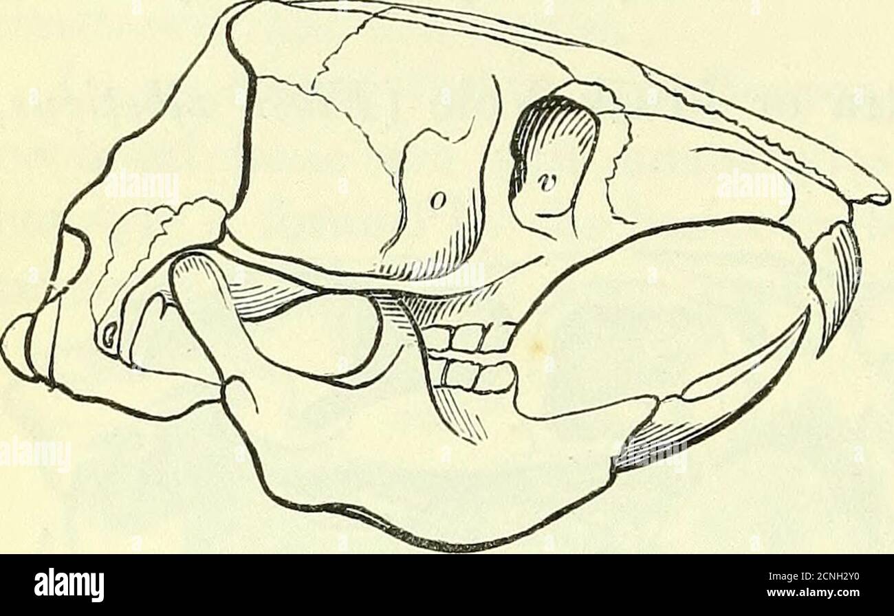 . On the anatomy of vertebrates [electronic resource] . ical ridge of ...