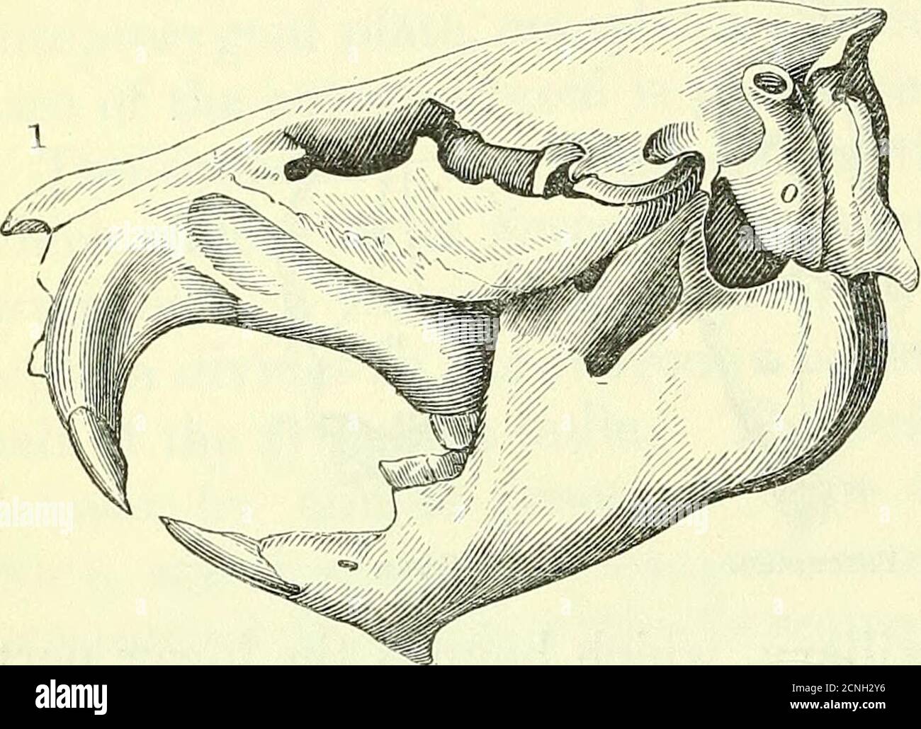. On the anatomy of vertebrates [electronic resource] . the upper ...