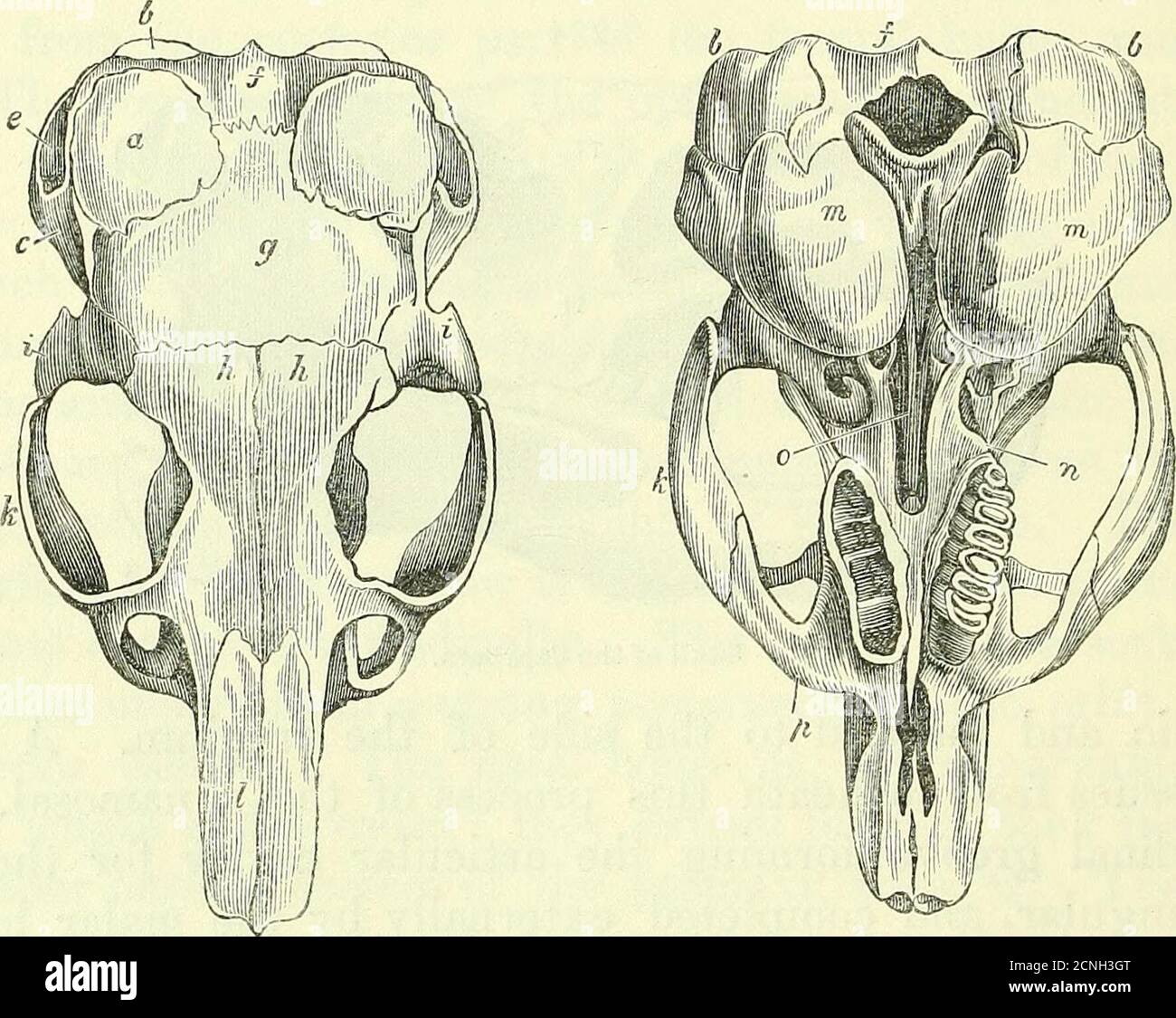 . On the anatomy of vertebrates [electronic resource] . normal ...
