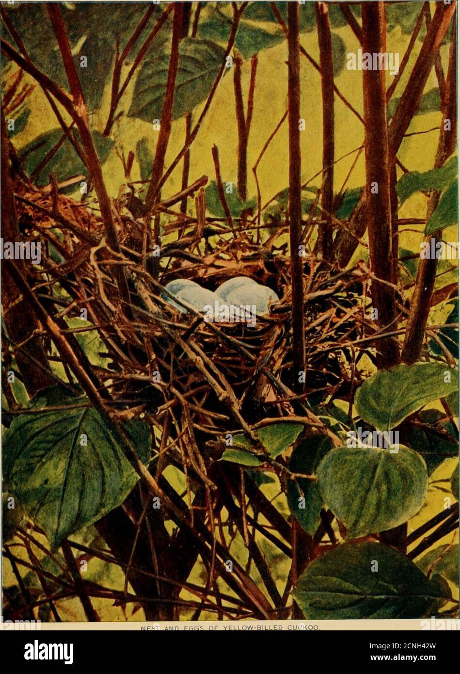 . Bird homes. The nests, eggs and breeding habits of the land birds ...