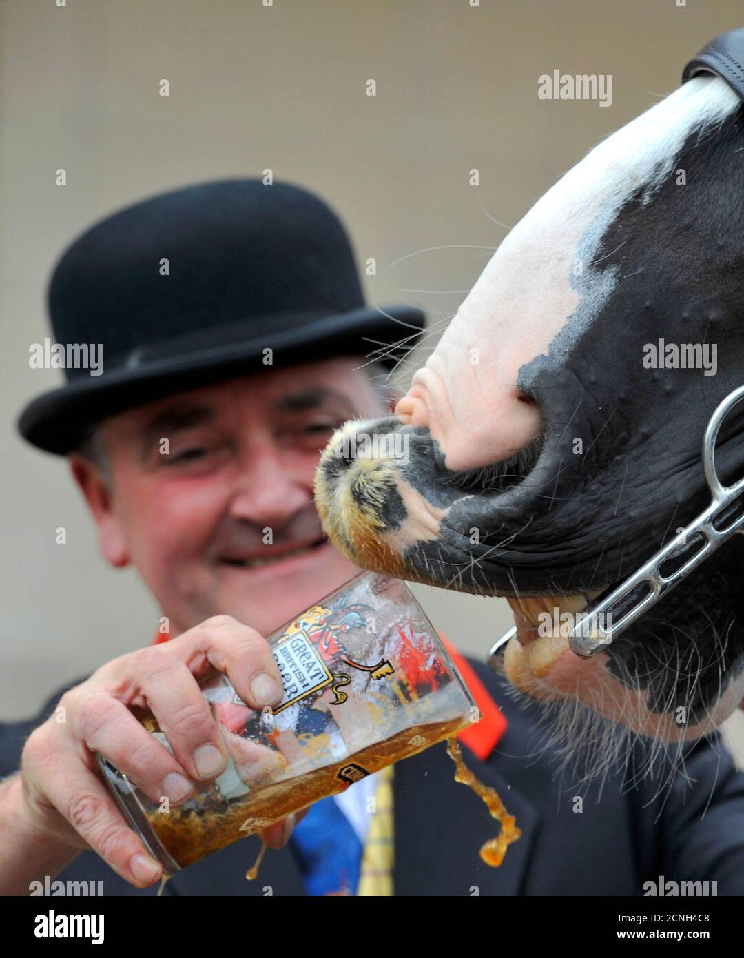 A shire horse pulling a beer wagon drinks real ale at the Great British Beer Festival at Earl's Court in west London August 3, 2010. The Campaign for Real Ale (CAMRA) which host the annual festival say that there are now over 750 breweries across the UK, producing more than 2,500 different varieties of beer. REUTERS/Toby Melville (BRITAIN - Tags: SOCIETY ANIMALS) Stock Photo