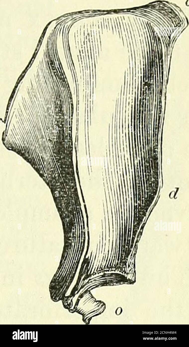 . On the anatomy of vertebrates [electronic resource] . meles the ...
