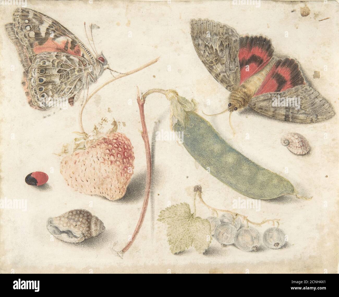 Studies of Fruits, Insects and Shells, late 16th-mid-17th century.  Attributed to Georg Flegel.  Formerly attributed to Maria Sibylla Merian Stock Photo
