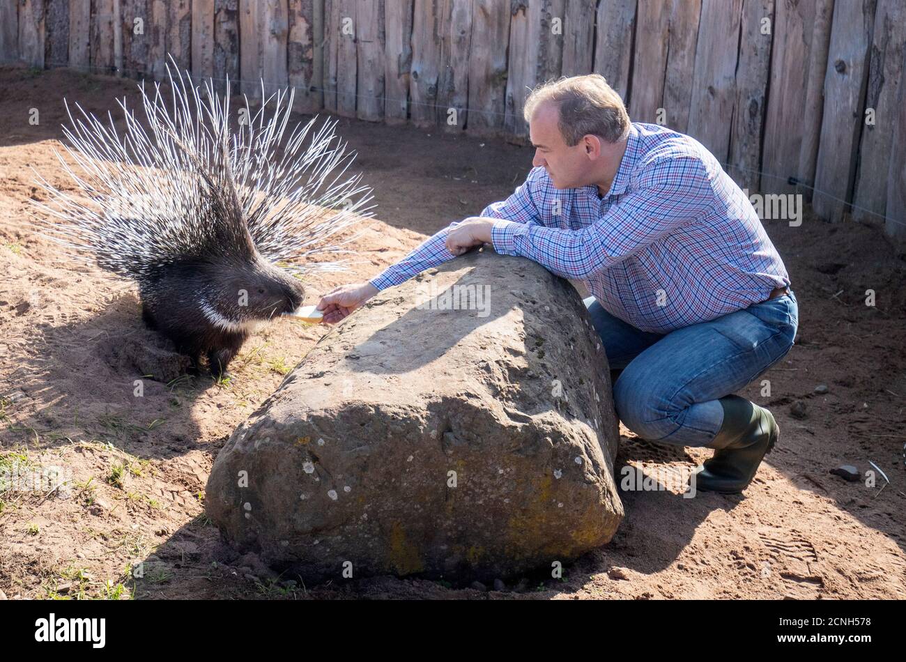Liberal Democrat leader Ed Davey feeds one of the Cape porcupines