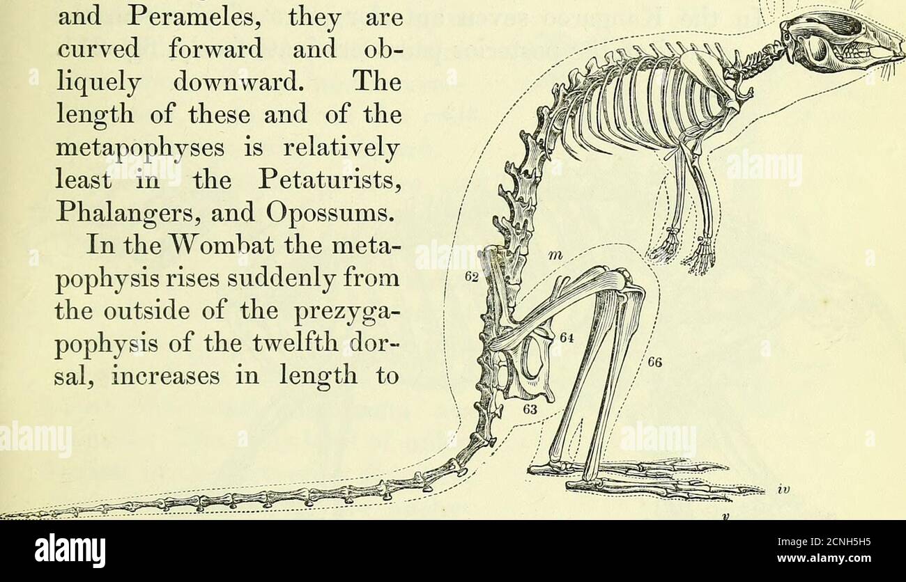 . On the anatomy of vertebrates [electronic resource] . Bones of hind-foot, plantaraspect, Echidna setosa. SKELETON OF MARSUPIALIA. 329 211 The metapophyses which begin to increase in length in thethree posterior dorsal vertebras, attain a great size in the lum-bar vertebra?, and are locked into the interspace between theanapophyses and post-zygapophyses. The diapophyses of thelumbar vertebras progressively increase in length as the ver-tebras approach the sacrum ; they are most developed in theWombat, where they aredirected obliquely forward.In the Kangaroos, Potoroos,and Perameles, they arec Stock Photo