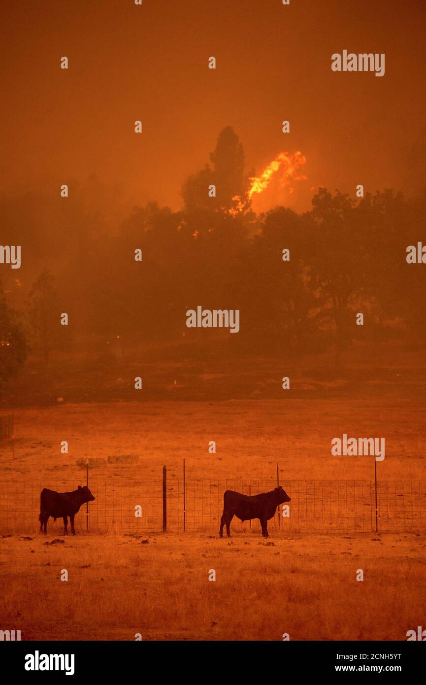 Cows graze in a pasture as the Butte Fire burns in Mountain Ranch, California September 11, 2015. The so-called Butte Fire has destroyed six homes and two outbuildings since it erupted on Wednesday near the former gold mining town of Jackson. Governor Jerry Brown on Friday declared a state of emergency for Amador and Calaveras counties, which were damaged by the blaze.  REUTERS/Noah Berger Stock Photo