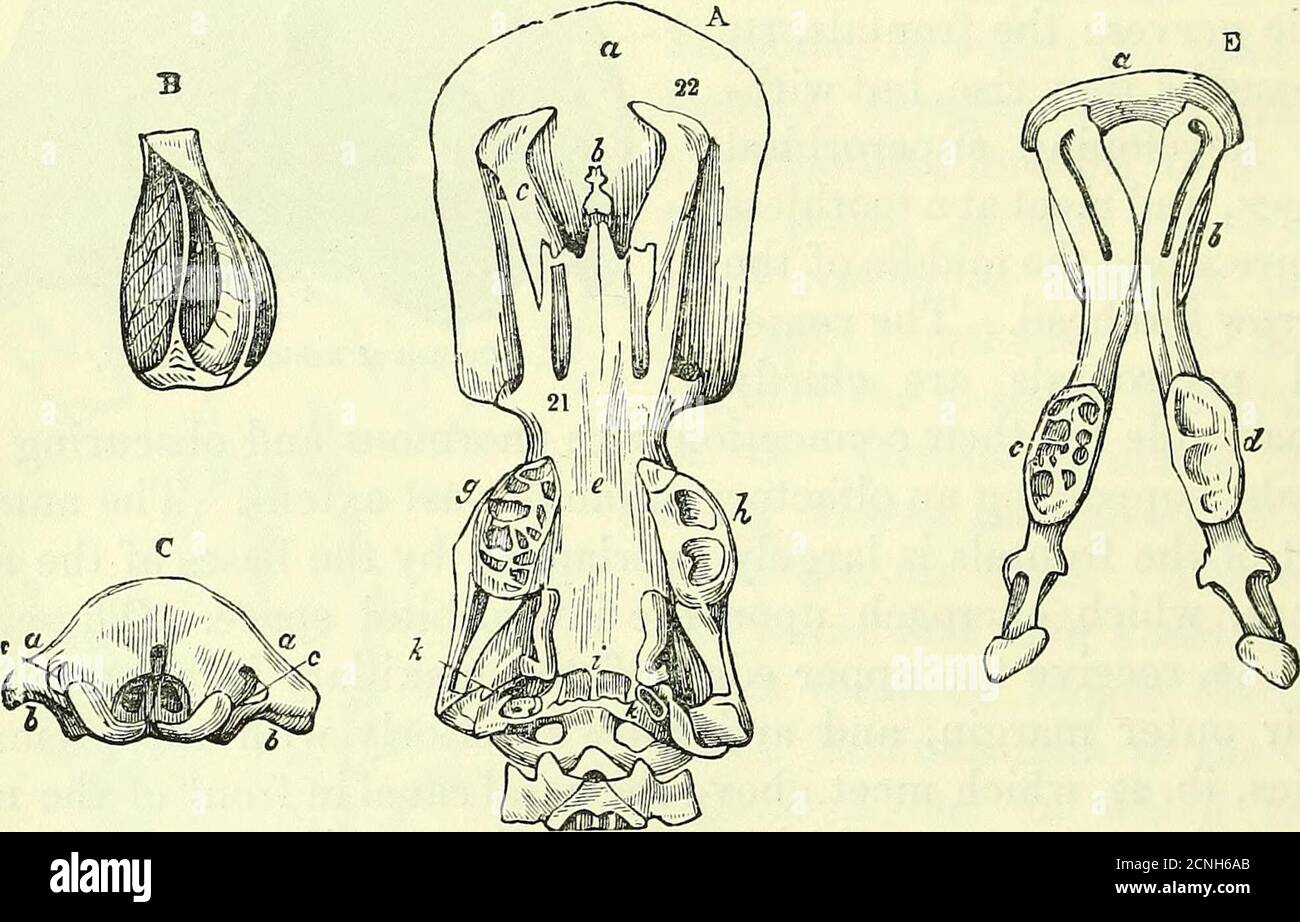 . On the anatomy of vertebrates [electronic resource] . : about three ...