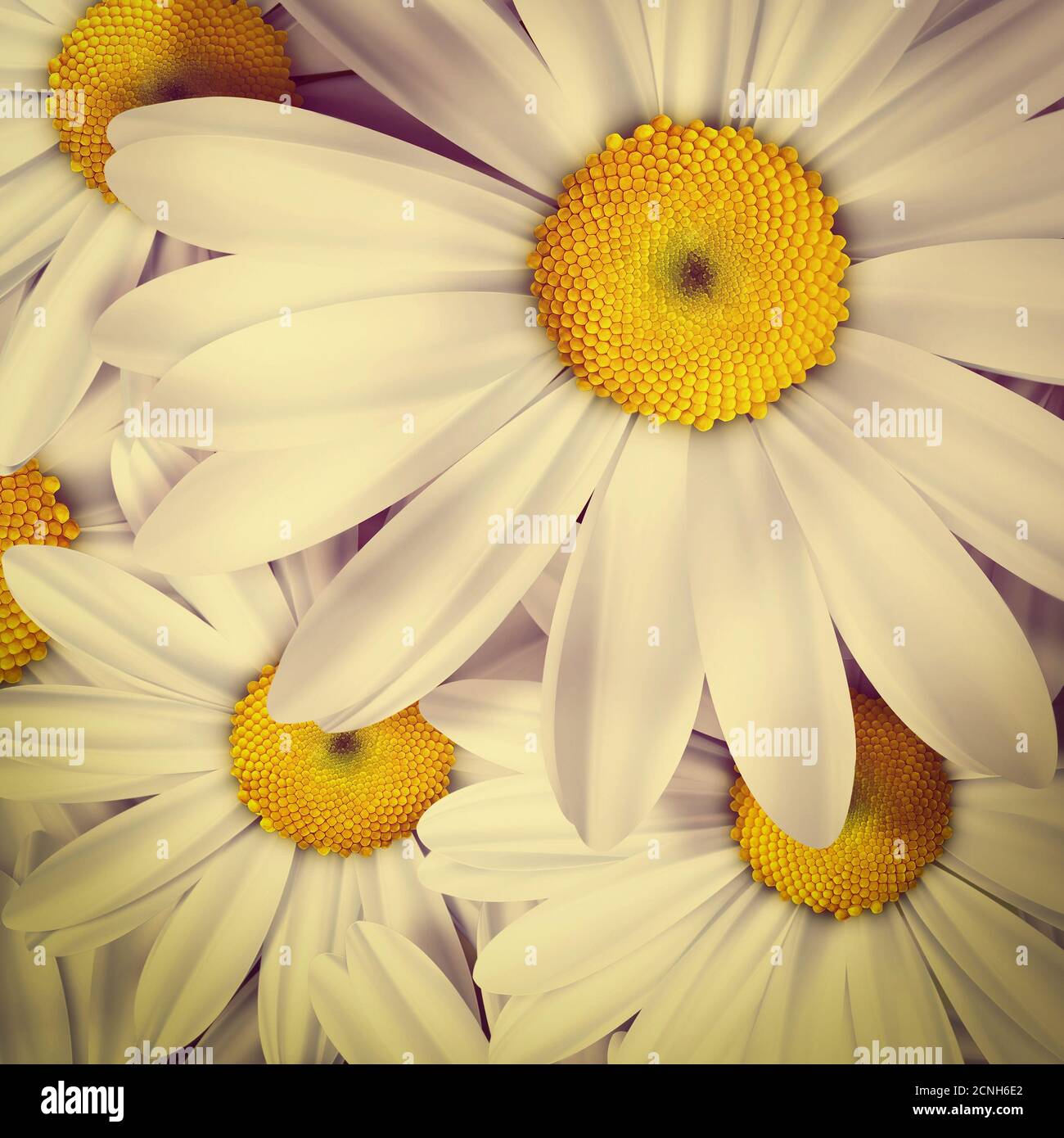 chamomile Stock Photo