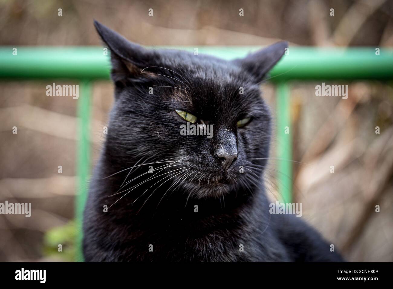 Black Cat Bombay Hello Cute Cat Peeking Doormat Welcome Mat Funny